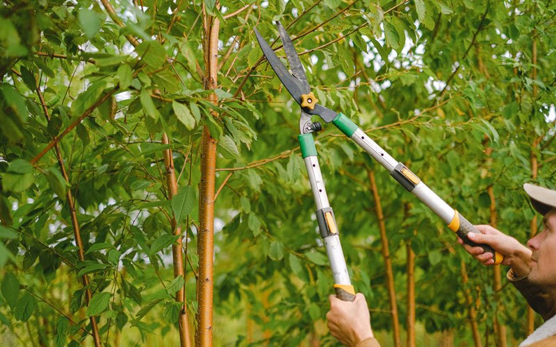 Tree trimming in Waverly, WV
