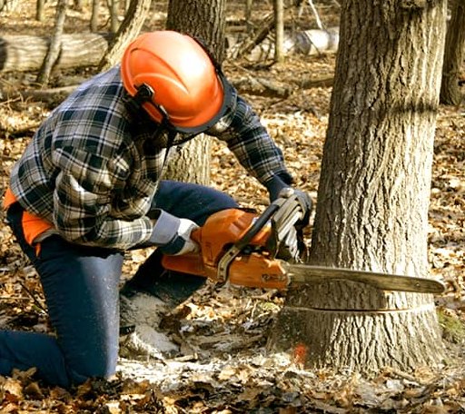 Tree Removal in Waverly, WV